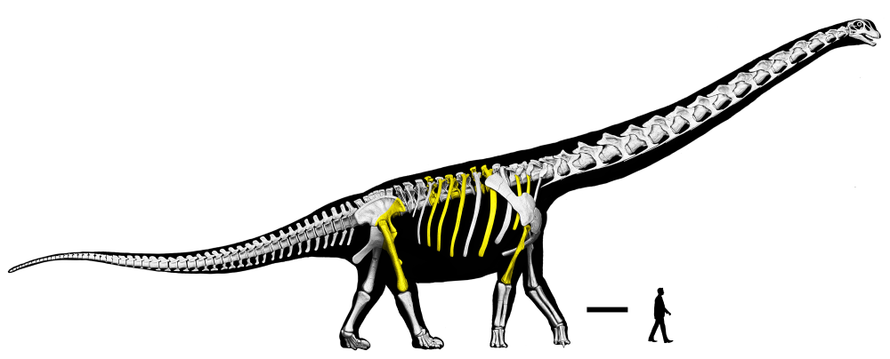 skeletal reconstruction showing bones from its legs and abdomen were among those found, it also makes a human look tiny